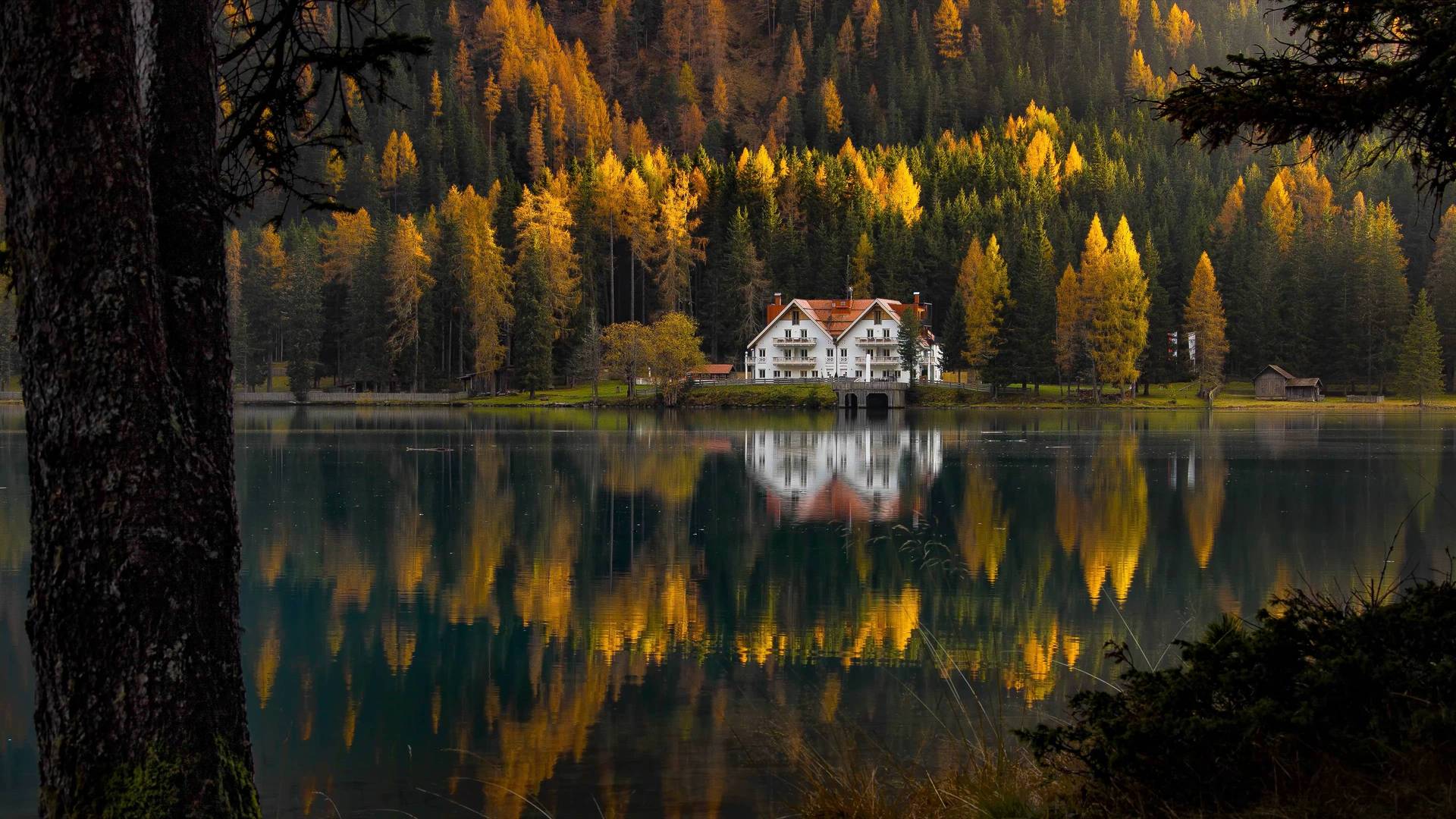 Gold tale by Franck Lefebvre - Blackdove