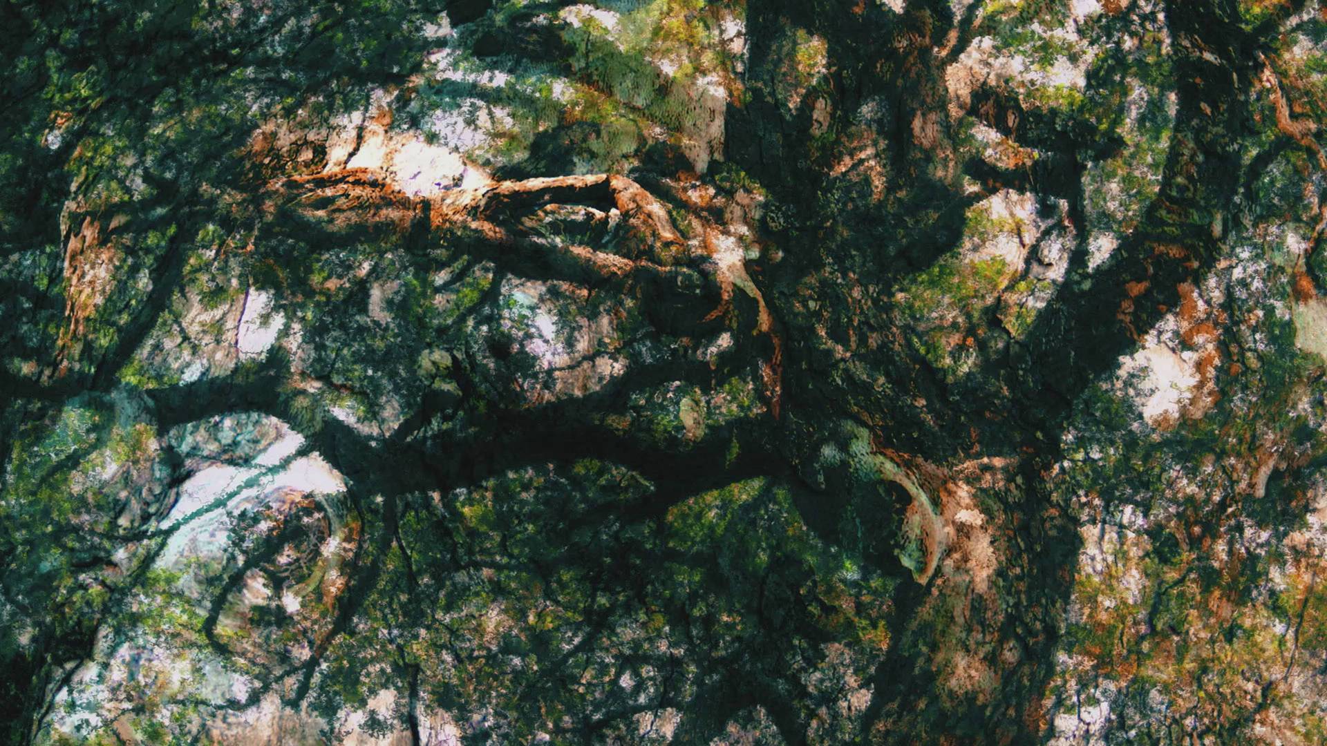 Pensive Tree // Twirling Madrone Tree by Kaya Hacaloglu - Blackdove
